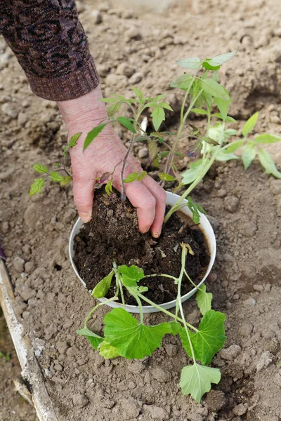 De hand van een oude vrouw zaailingen in de grond planten — Stockfoto