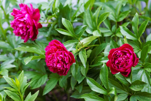 Three red peony flowers on a bush summer day — Stock Photo, Image