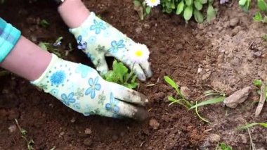 Bir çiçek çiçek yatağı üzerinde dikim kadın