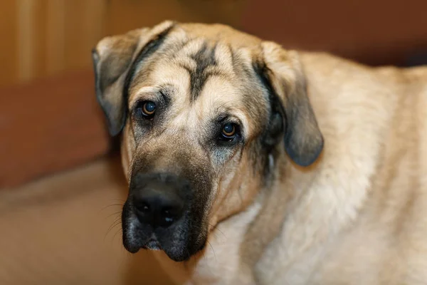 Mastín Español Bruin Mijnwezen Van Dichtbij Het Huis — Stockfoto