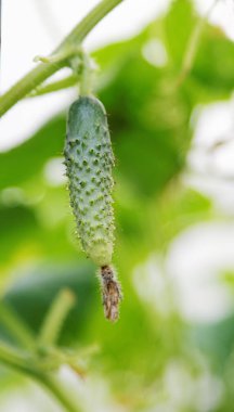 Yeşil salatalık bir çalı üzerinde asılı