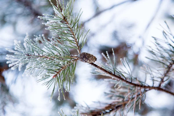 Snow-covered pine branch with a pine cone in the winter — Stock Photo, Image