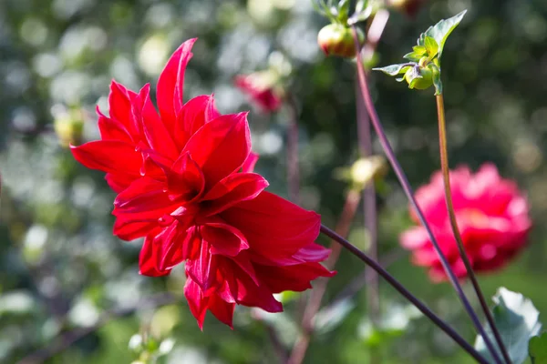 Kırmızı çiçekler dahlias öğleden sonra bir Bahçe — Stok fotoğraf