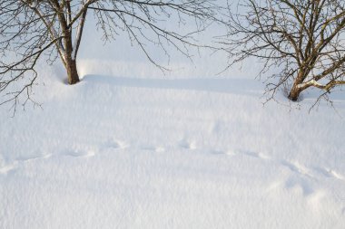ağaçlar ve ayak izleri karda sürüklenir kışın