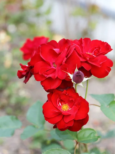 Krzew czerwonych róż w ogrodzie w lecie — Zdjęcie stockowe