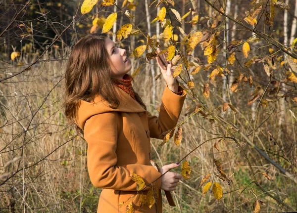 La muchacha entre los abedules jóvenes en otoño — Foto de Stock