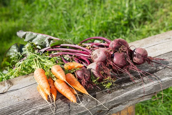 Remolachas Zanahorias Las Camas Sobre Tablas Viejas — Foto de Stock