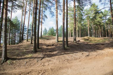 çam ormanı ve tepelerde yaz öğleden sonra bulutlar ve gökyüzü