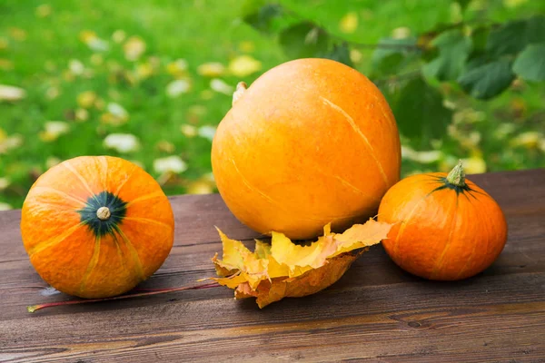 Naturaleza muerta con pequeñas calabazas y hojas amarillas sobre la mesa — Foto de Stock