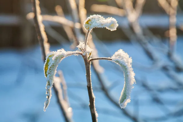 Appelboom bladeren bedekt met vorst in de zon — Stockfoto