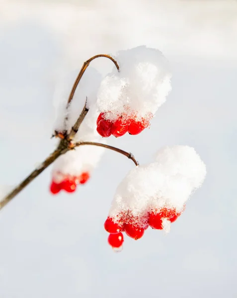 Red berries rowanberry on a branch under snow in winter — Stock Photo, Image