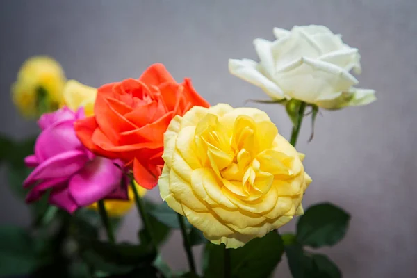 Bukiet z kolorowych róż zbliżenie na szarym tle — Zdjęcie stockowe