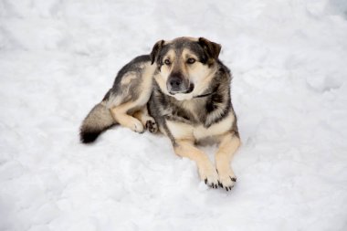 bir kış günü closeup karda yatan köpek