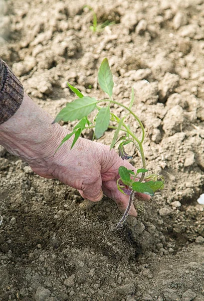 A mão de uma velha mulher plantando mudas no chão — Fotografia de Stock
