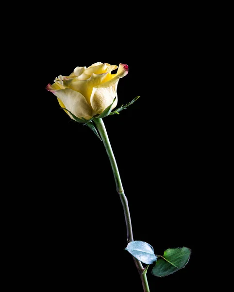 Samotny żółte Róża zbliżenie na czarnym tle — Zdjęcie stockowe