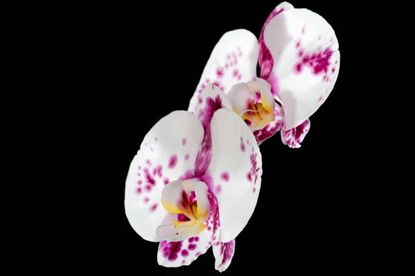 Biało-fioletowa orchidea izolowana na czarnym tle — Zdjęcie stockowe