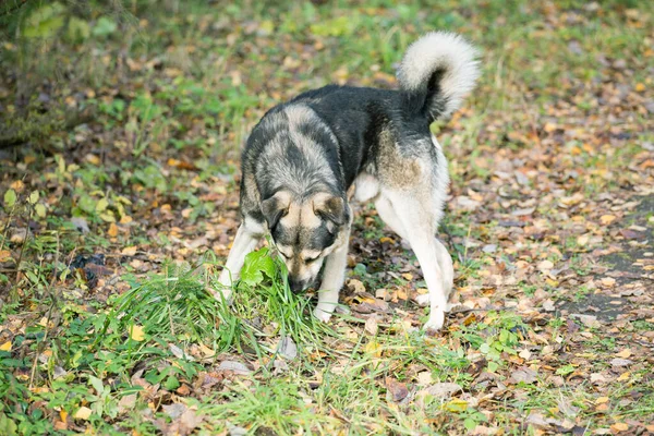 Hund Letar Efter Lukter Gräset Höstdag Royaltyfria Stockbilder