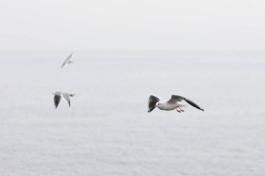 Denizin üzerinde yükselen martılar