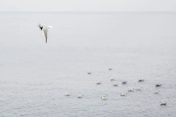 Gaviota volando sobre el mar — Foto de Stock