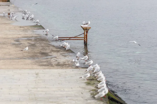Seagulls on the dock looking toward the sea — Stock Photo, Image