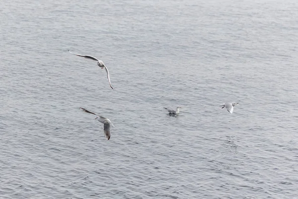 Gaviotas volando sobre el mar — Foto de Stock