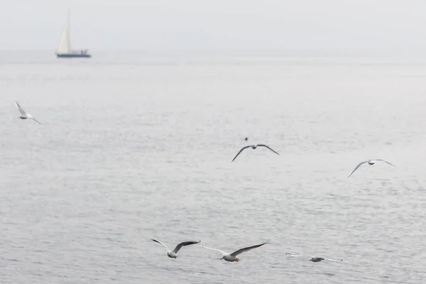 Gaviotas volando sobre el mar — Foto de Stock