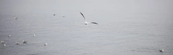 Gaviota volando sobre el mar — Foto de Stock