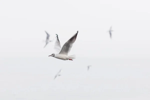 Grey-Headed seagull soaring over the cloudy sky — Stock Photo, Image