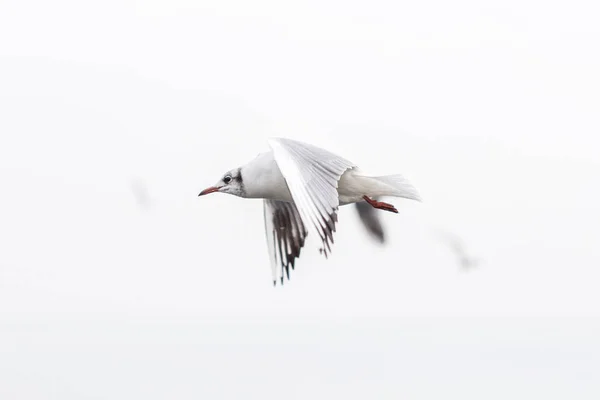 Primer plano de la gaviota, volando sobre el cielo nublado — Foto de Stock