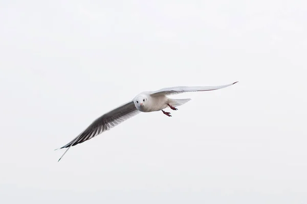 Gaviota volando sobre el mar — Foto de Stock