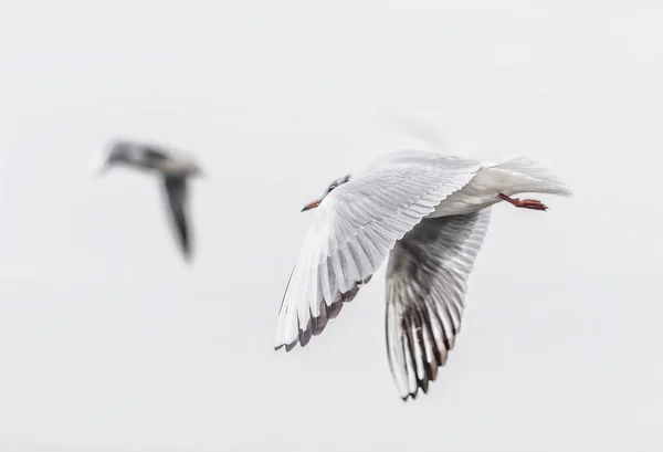 Seagulls soaring over the cloudy sky — Stock Photo, Image
