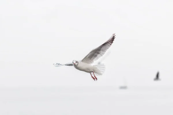 多云的天空翱翔的海鸥 — 图库照片