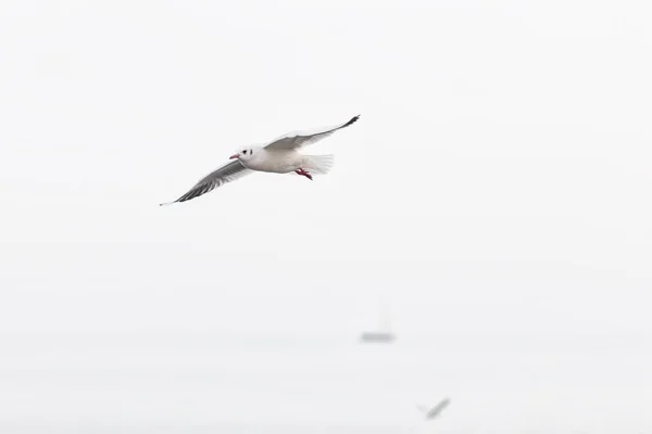 Zeemeeuw, vliegen over de zee in bewolkte dag — Stockfoto