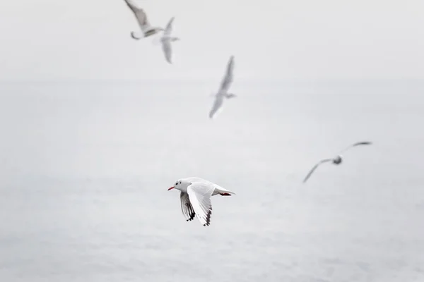 Las gaviotas se elevan sobre el cielo nublado — Foto de Stock