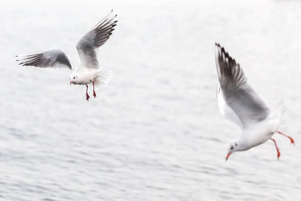 Gaviotas volando sobre el mar — Foto de Stock