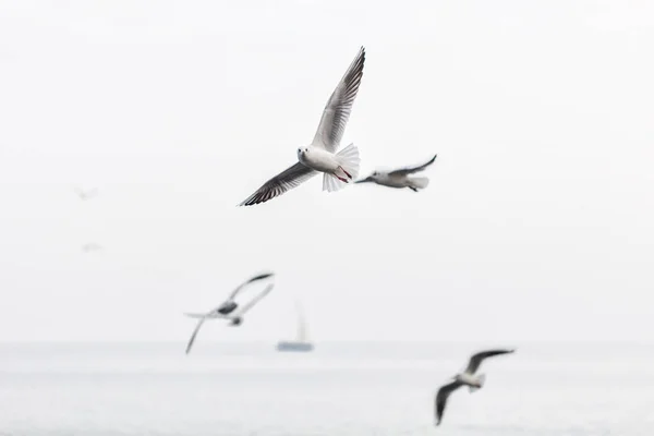 Gabbiani che sorvolano il mare — Foto Stock