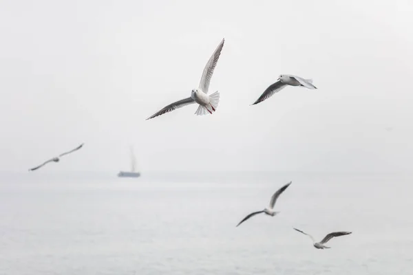 Seagulls flying over the sea — Stock Photo, Image