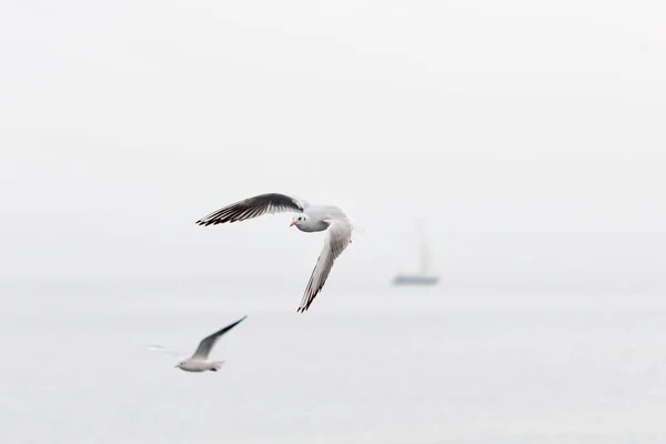 Seagulls soaring over the sea — Stock Photo, Image
