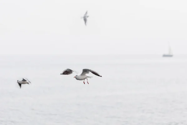 Seagulls soaring over the sea — Stock Photo, Image