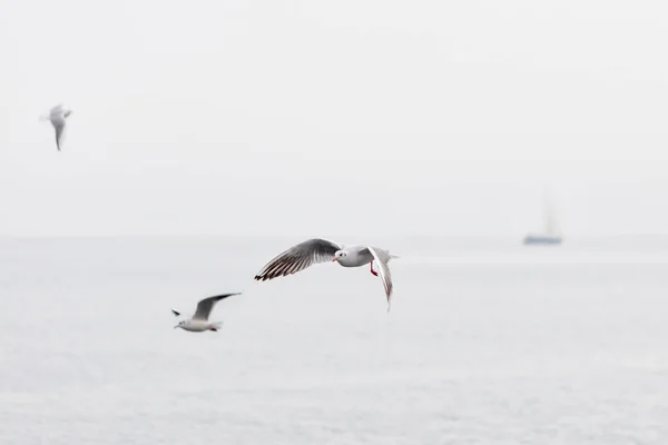 Seagulls soaring over the sea — Stock Photo, Image