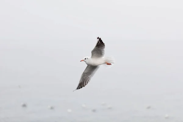 Seagull stijgende boven de zee — Stockfoto