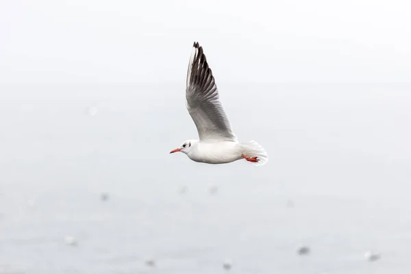 Meeuwen die over zee vliegen — Stockfoto