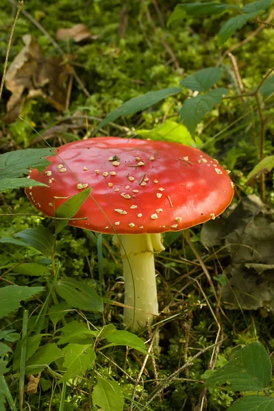 Bright red beautiful  wild poisonous Amanita Muscaria in forest — Stock Photo, Image