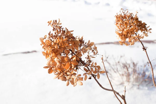 Plantes sauvages dans la neige — Photo