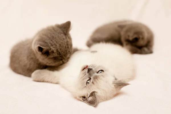 Three small kittens — Stock Photo, Image