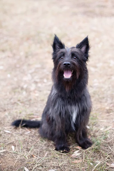 Schwarzer Smile Terrier — Stockfoto