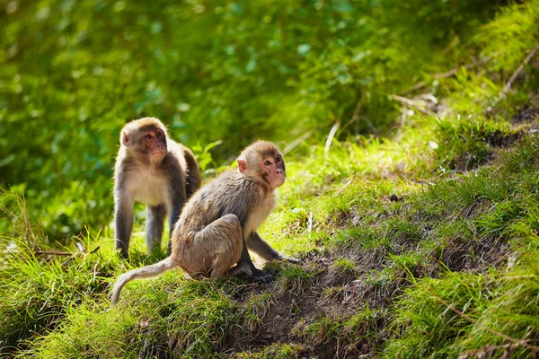 Macaques rhésus en Inde — Photo