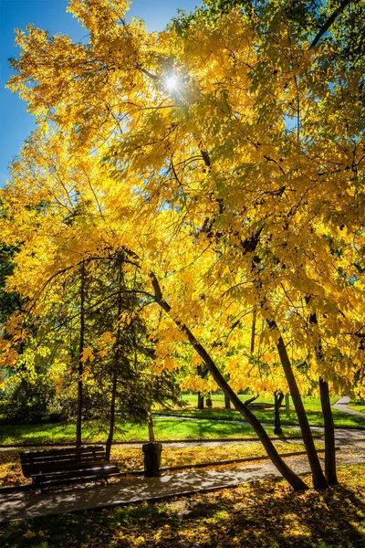 Höst i parken — Stockfoto