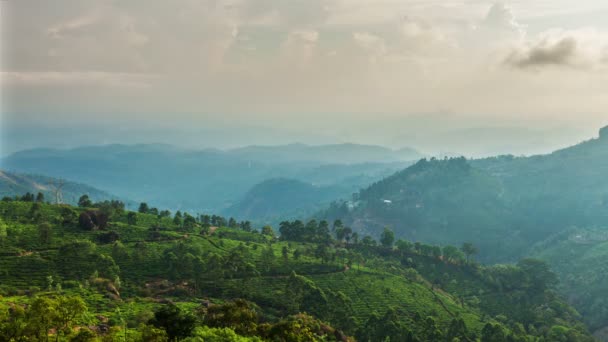 Munnar, Kerala, Hindistan 'daki yeşil çay tarlaları. — Stok video