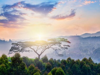 Yalnız ağaç üzerinde sunrise Hills